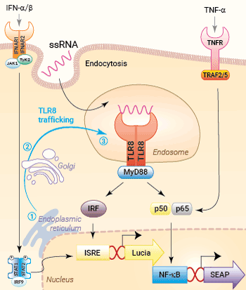 Signaling pathways in HEK-Dual™ hTLR8 cells
