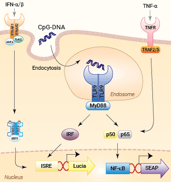 Signaling pathways in HEK-Dual™ hTLR9 cells