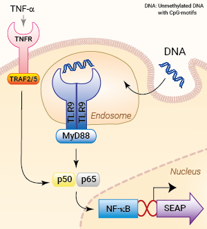 Signaling pathways in HEK-Blue™ hTLR9 cells