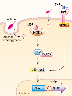 Signaling pathways in HEK-Blue™ hNOD2 cells