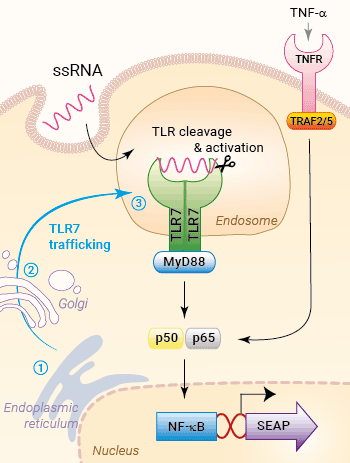 Trafficking & signaling in HEK-Blue™ mTLR7 cells