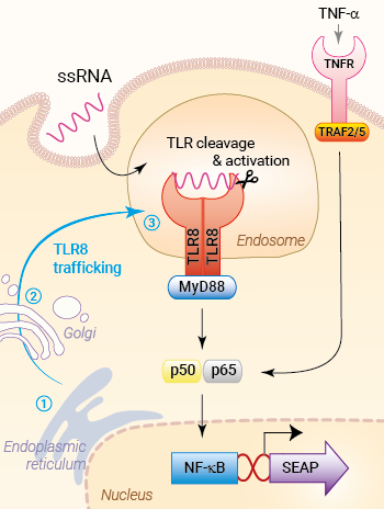 Trafficking & signaling in HEK-Blue™ mTLR8 cells