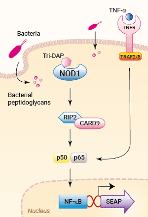 Signaling pathways in HEK-Blue™ mNOD1 cells