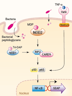 Signaling pathways in HEK-Blue™ mNOD2 cells