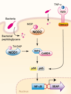 Signaling pathways in HEK-Blue™ NOD cells