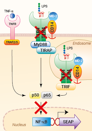 Signaling pathways in HEK-Blue™ hMD2-CD14 cells