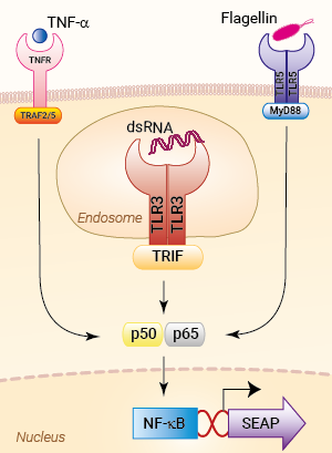 Signaling pathways in HEK-Blue™ hTLR3 cells