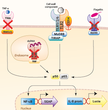 Signaling pathways in HEK-Blue-Lucia™ hTLR2 cells
