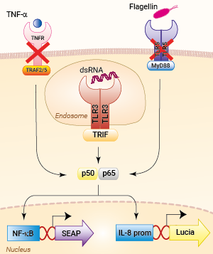 Signaling pathways in HEK-Blue-Lucia™ hTLR3 cells