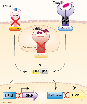 Signaling pathways in HEK-Blue-Lucia™ hTLR5 cells