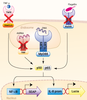Signaling pathways in HEK-Blue-Lucia™ hTLR9 cells
