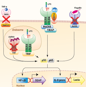 Signaling pathways in HEK-Blue-Lucia™ mTLR4 cells