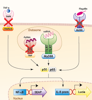 Signaling pathways in HEK-Blue-Lucia™ mTLR7 cells