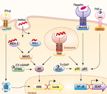 Signaling pathways in HEK-Dual™ cells