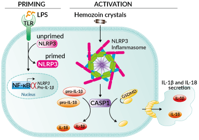 Inflammasome activation with Hemozoin crystals