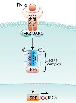 IFN-α signaling