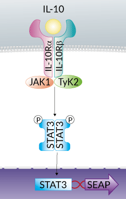 HEK-Blue™ IL-10 Cells signaling pathway