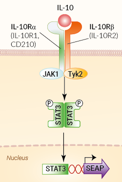 HEK-Blue™ IL-10 Cells signaling pathway