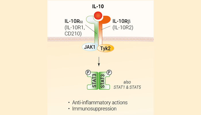 Recombinant human IL-10 protein - Bioactive cytokine