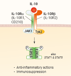 IL-10 signaling and biological functions