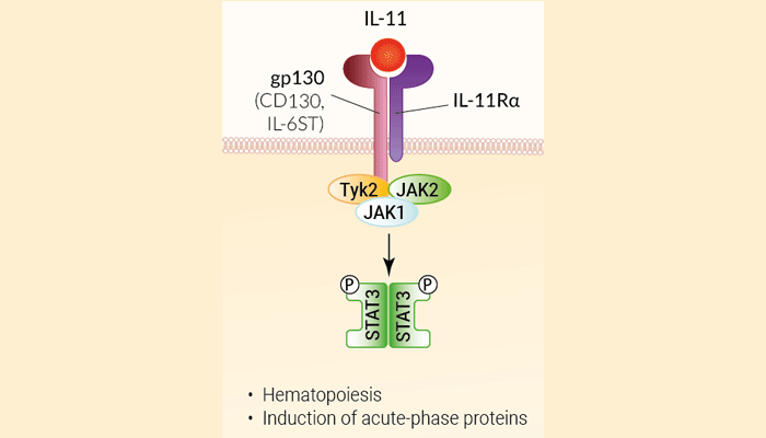 Recombinant human IL-11 protein - Bioactive cytokine