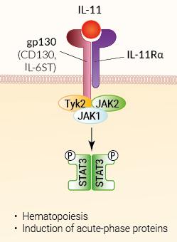 IL-11 signaling and biological functions