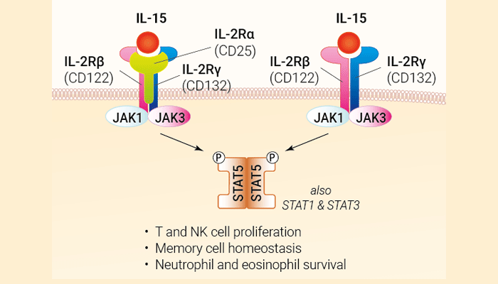 Recombinant human IL-15 protein - Bioactive cytokine
