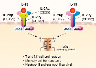 IL-15 signaling and biological functions