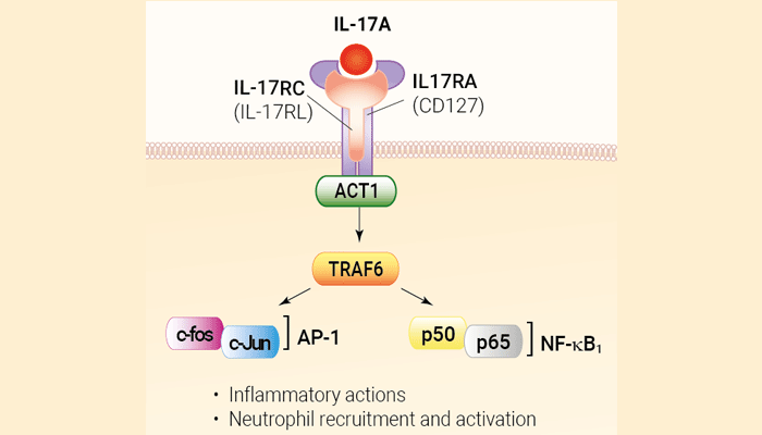 Recombinant human IL-17A protein - Bioactive cytokine