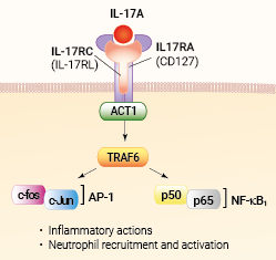 IL-17A signaling and biological functions