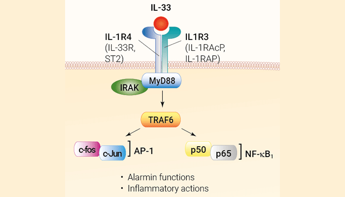 Recombinant human IL-33 protein