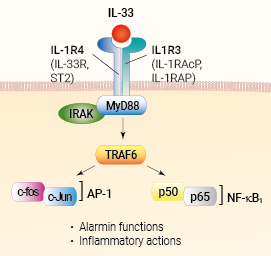 IL-33 signaling and biological functions