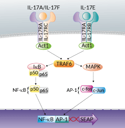 HEK-Blue™ IL-17 Cells signaling pathway