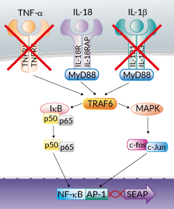 HEK-Blue™ IL-18 Cells signaling pathway