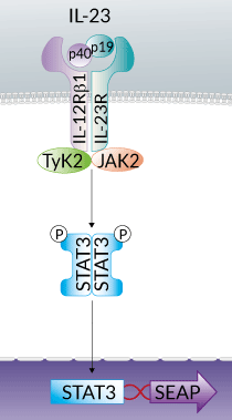 IL-23 signaling pathway