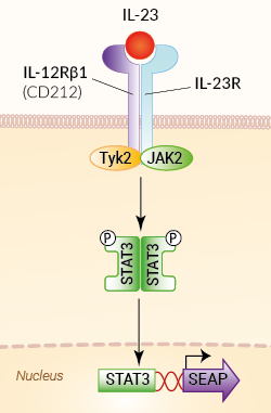 IL-23 signaling pathway