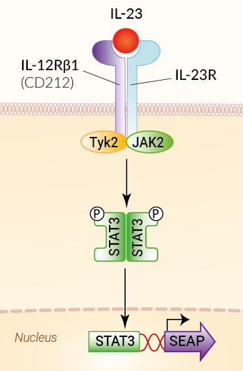 Hek Blue Il 23 Cells Il 23 Reporter Cells Invivogen