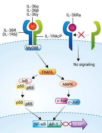 HEK-Blue™ IL-36 Cells signaling pathway