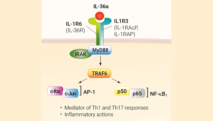 Recombinant human IL-36 alpha protein - Bioactive cytokine