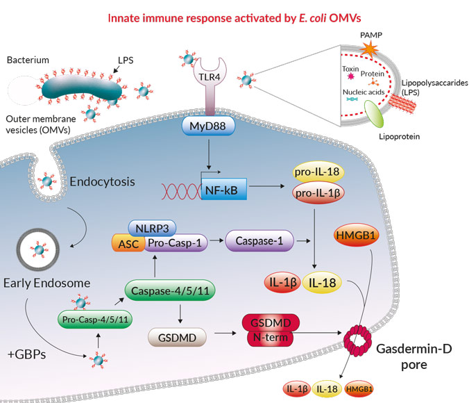 E Coli Omv Casp 11 4 5 Inflammasome Invivogen