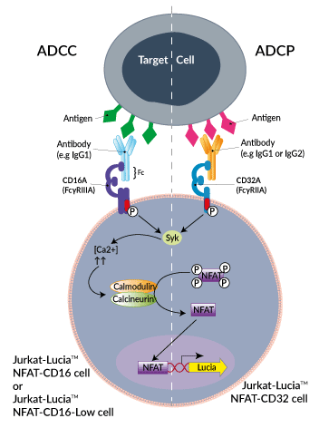 Jurkat-Lucia™ NFAT-CD16-CD32