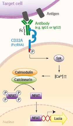 ADCP signaling pathway in Jurkat-Lucia™ NFAT-CD32 Cells