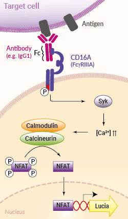 ADCC signaling pathway in Jurkat-Lucia™ NFAT-CD16 Cells