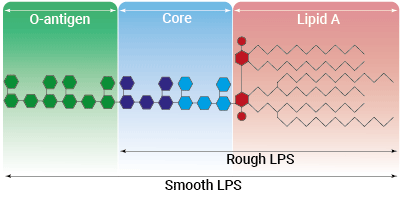 LPS structure