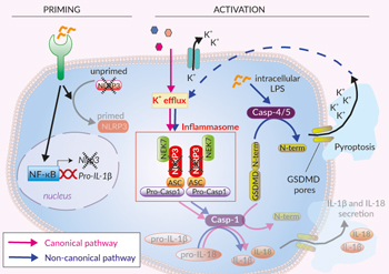 Canonical and non-canonical activation of NLRP3