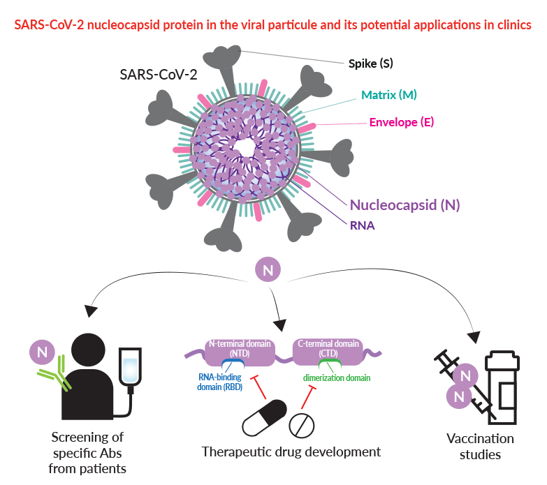 Вирус sars cov 2 отнесен к группе. Класс резистентности коронавирус SARS-cov-2. Факторы патогенности SARS cov. Строение вируса SARS-cov-2. Несущий ген белка s вируса SARS-cov-2.