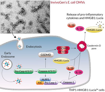 Innate immune response activated by InvivoGen's E. coli OMVs