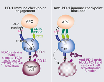 Anti-hPD-1 mAb blockade restores T cell function