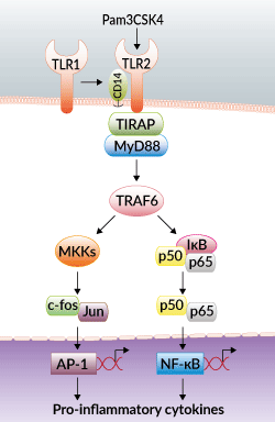 TLR2/TLR1 activation with Pam3CSK4