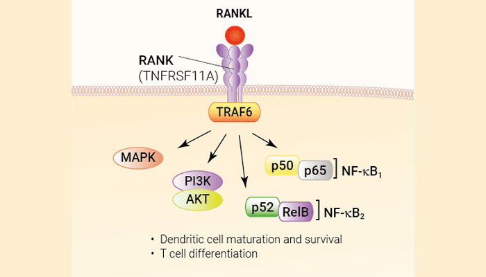 Recombinant human RANKL protein - Bioactive cytokine